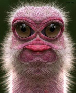 Свіжий анекдот від компанії "БЛІЦ"