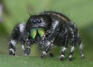 Павук ледь не завадив виступу Ноеля Ґалагера Павук ледь не завадив виступу Ноеля Ґалагера